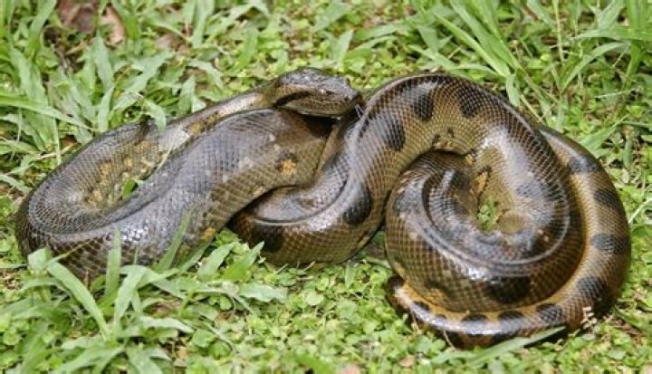 Are anacondas venomous?
