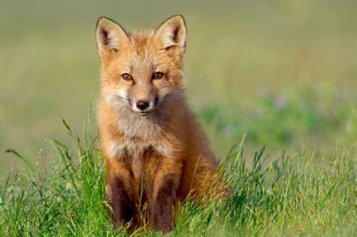 Are foxes intelligent?