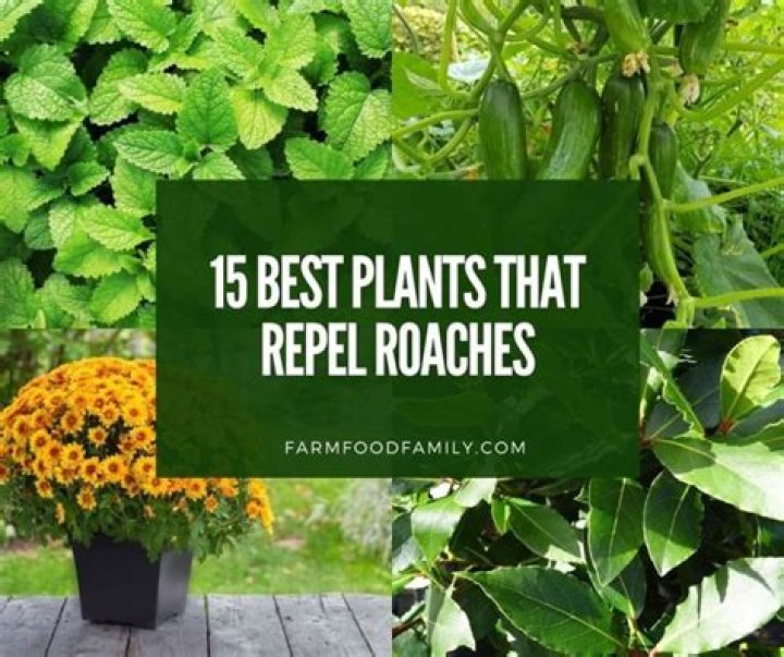 Are there any plants that repel roaches?