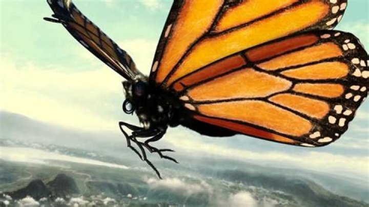 Can butterflies fly 17000 feet?