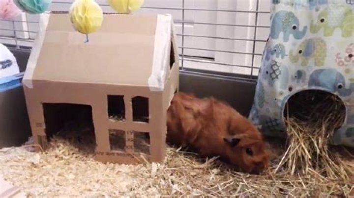 Can guinea pigs eat cardboard?