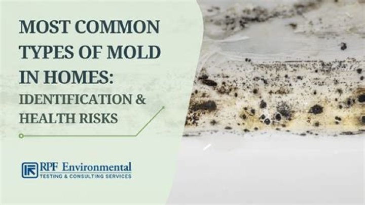 Can mold disappear by itself?