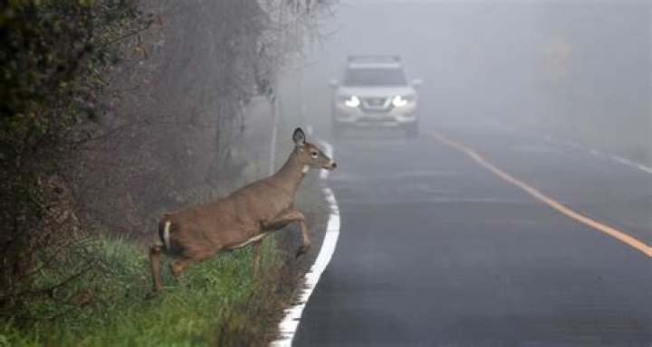 Can you swerve to avoid hitting a deer?