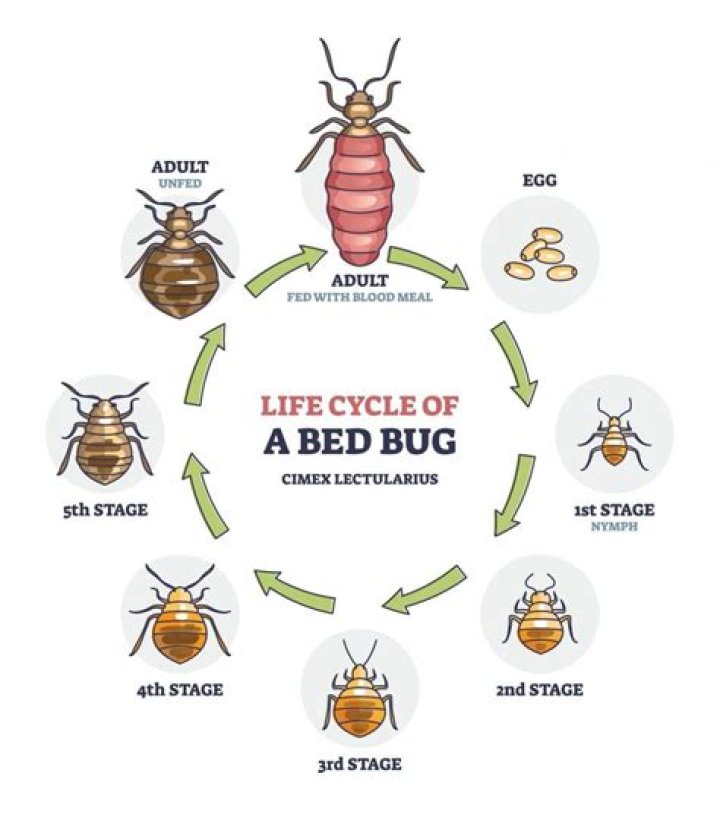 Do bed bugs lay eggs on sheets?