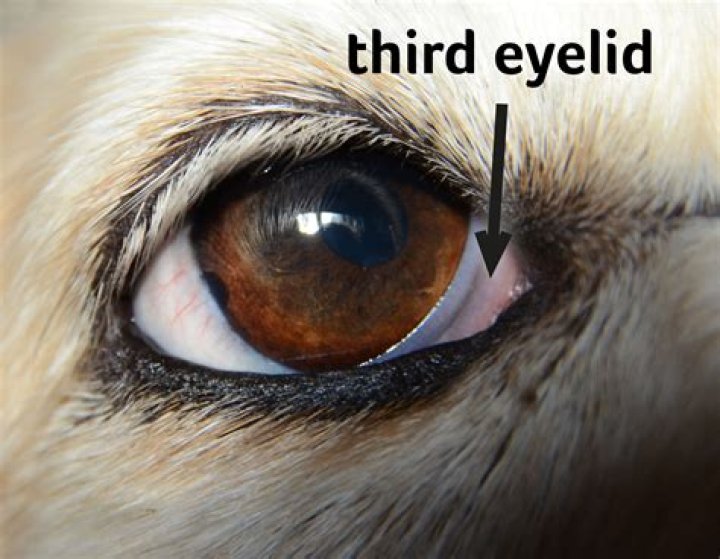 Do dogs have a third eyelid?