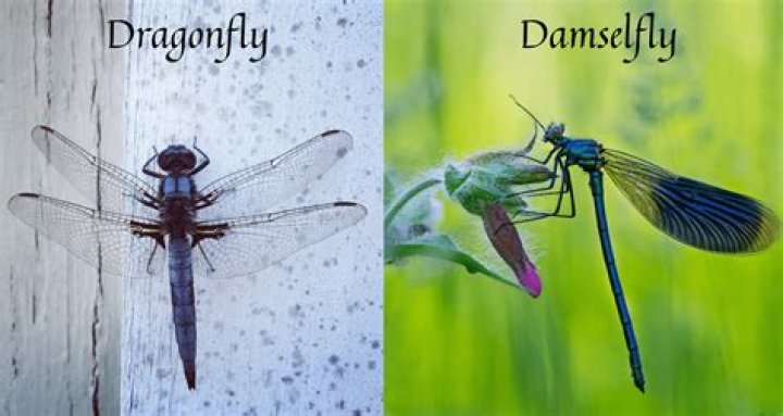 Do dragonflies eat mosquitoes?