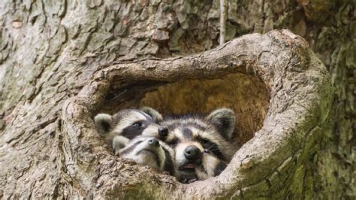 Do raccoons defecate where they live?