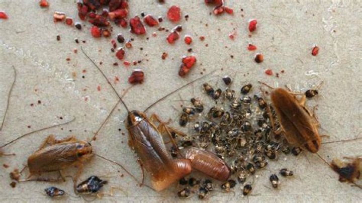 Do roach motels really work?