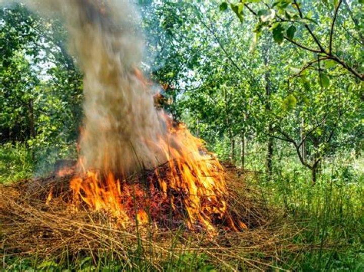 Do teeth burn in a fire?