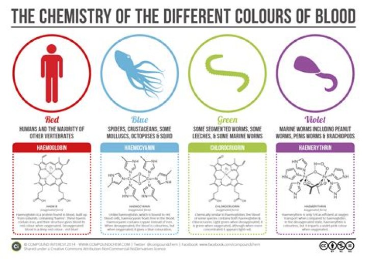 Do we have blue blood?