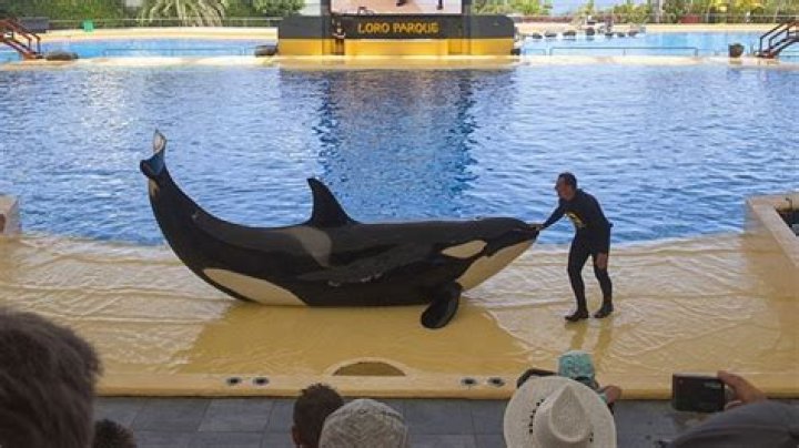 Does Loro Parque still have orcas?