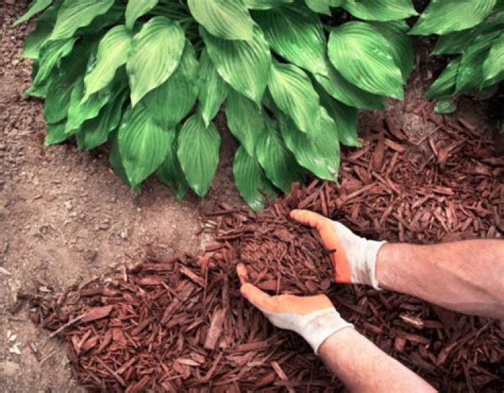 Does mulch Keep soil moist?