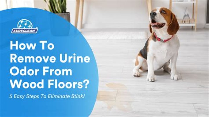 Does peroxide remove cat urine odor?