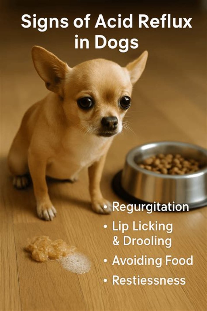 Does yogurt help acid reflux in dogs?