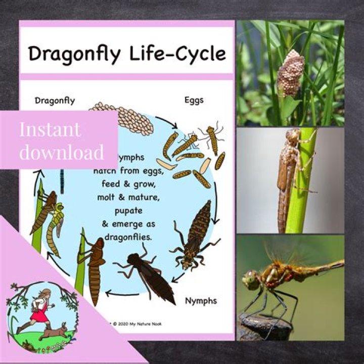 How do dragonflies have babies?