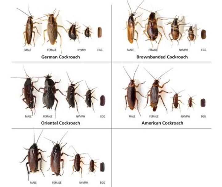 How do you get roaches to come out?