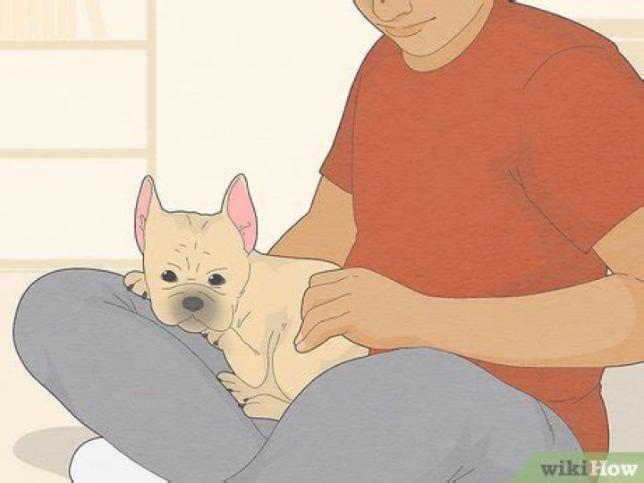 How do you stop a clingy dog?