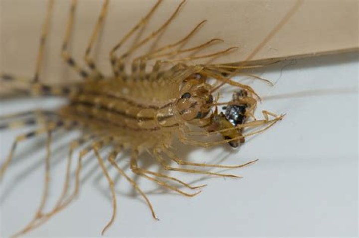How fast can a centipede run?