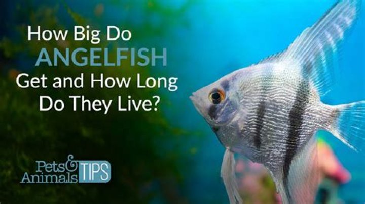 How long do Emperor Angelfish live?
