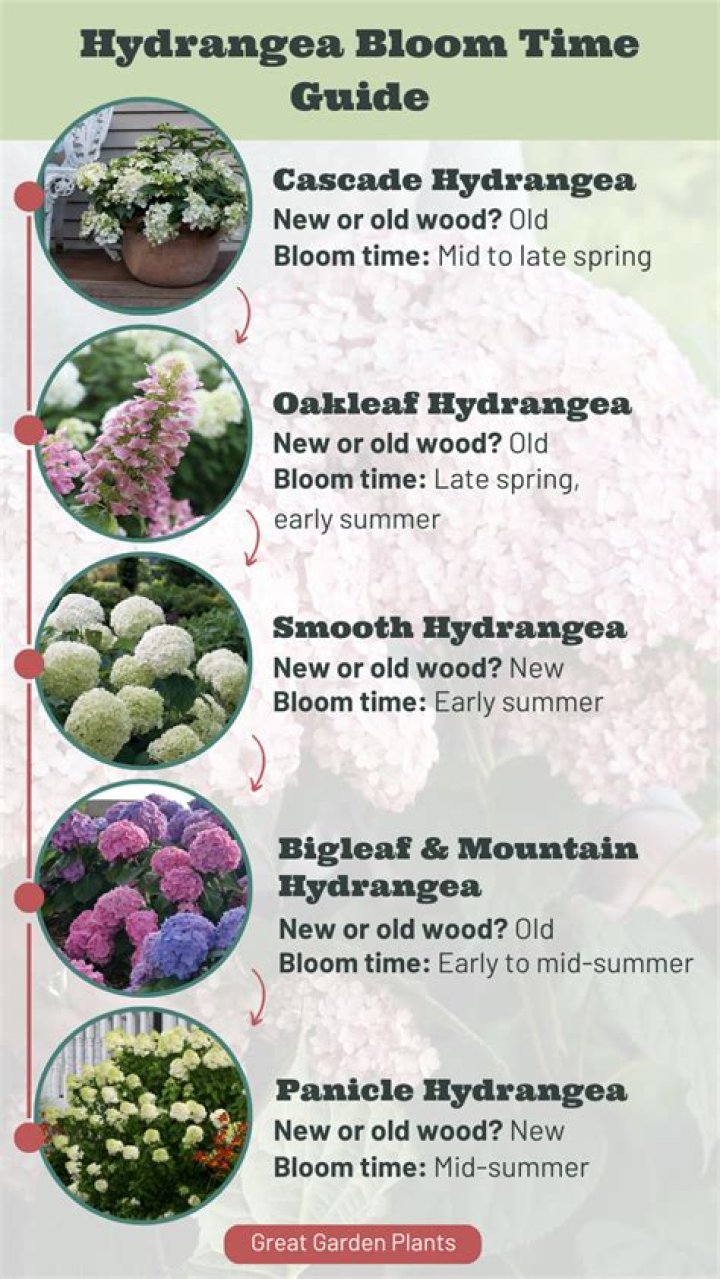 How long do hydrangeas live for?