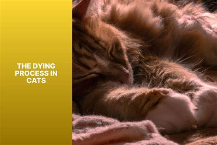How long does the dying process take in cats?