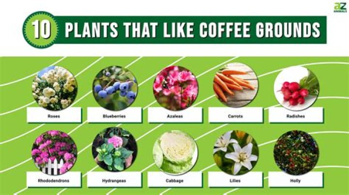 How often should you put coffee grounds around hydrangeas?