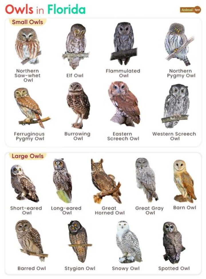 How old do owls live?