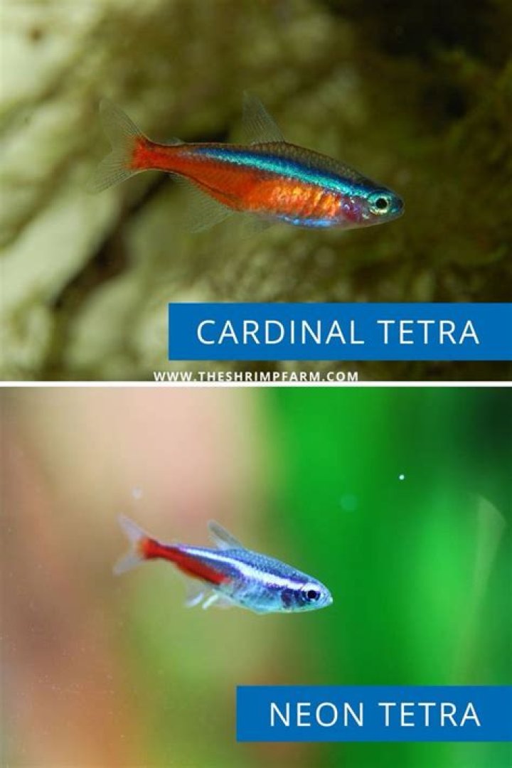 Is 3 neon tetras enough?