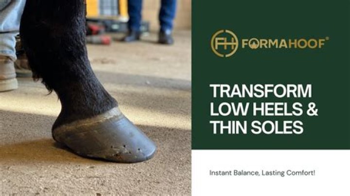 Is alfalfa good for horses feet?