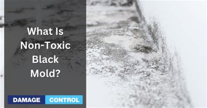 Is all black colored mold toxic?