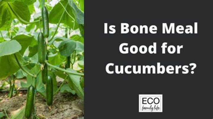 Is bone meal good for cucumbers?