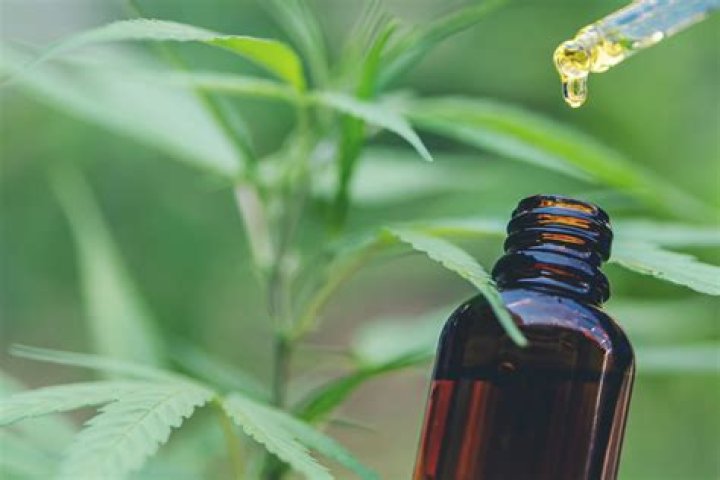 Is CBD oil good for kidneys?