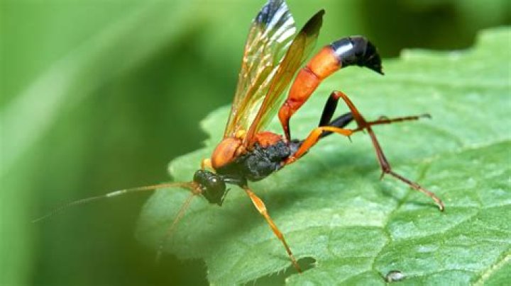 Is the wasp in Endgame?