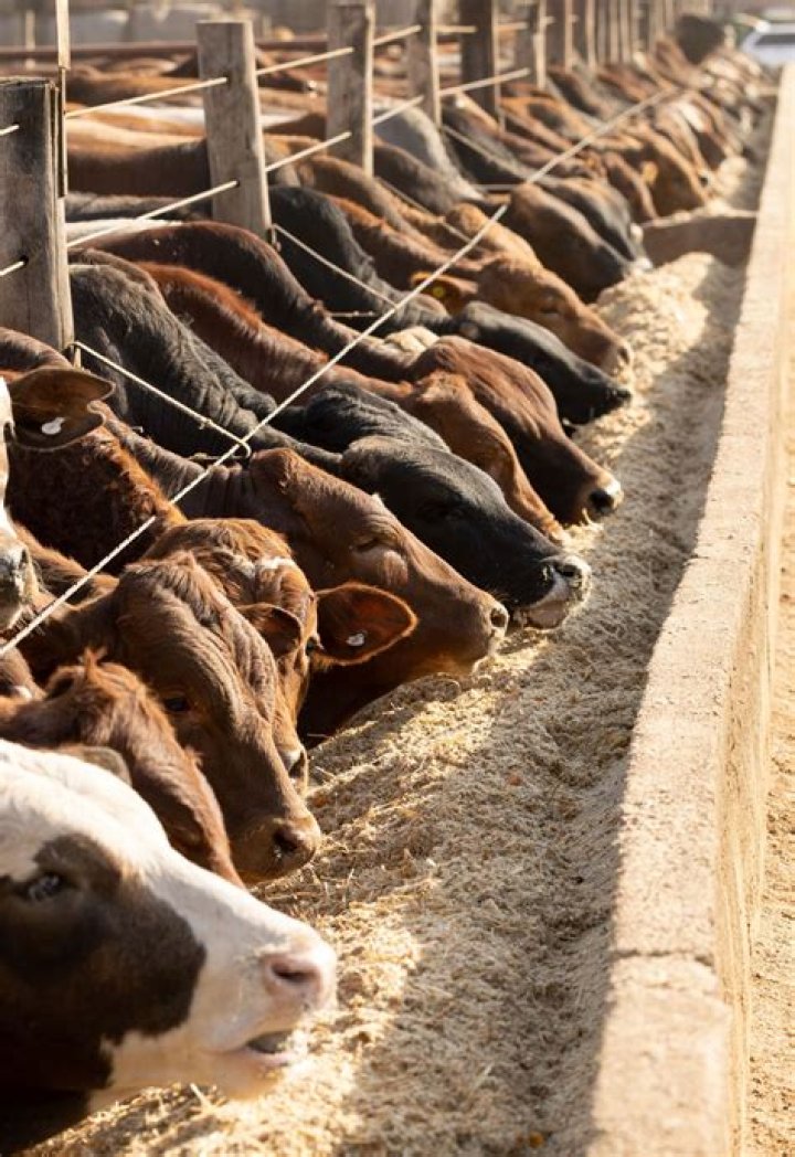 Is there any money in cattle farming?