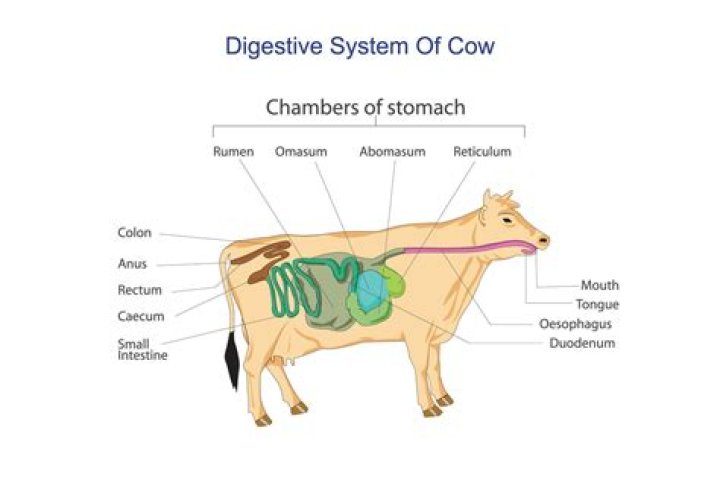 Is there cow stomach in cheese?