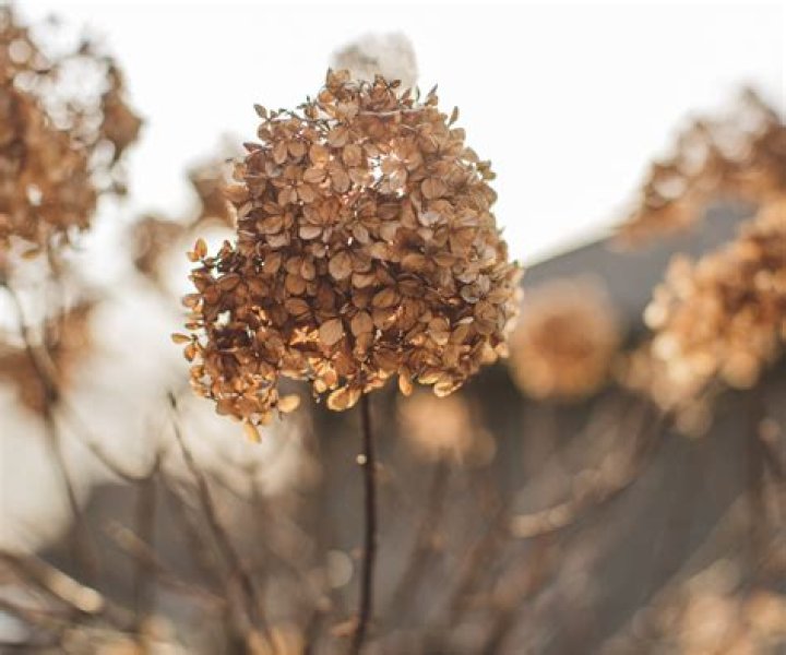 Should I cut off Brown hydrangea blooms in spring?