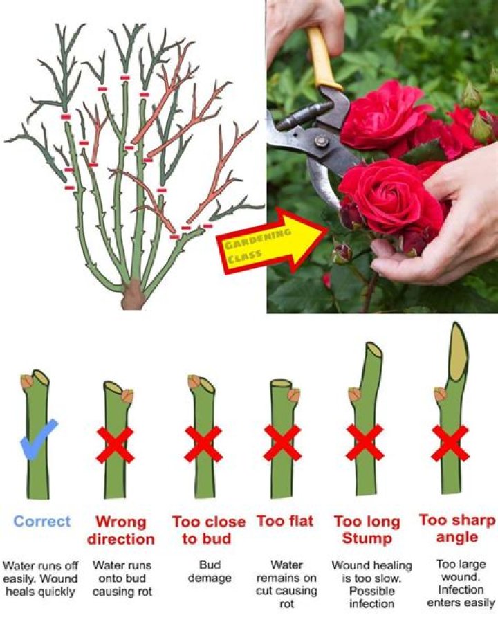 Should you cut back shrub roses?