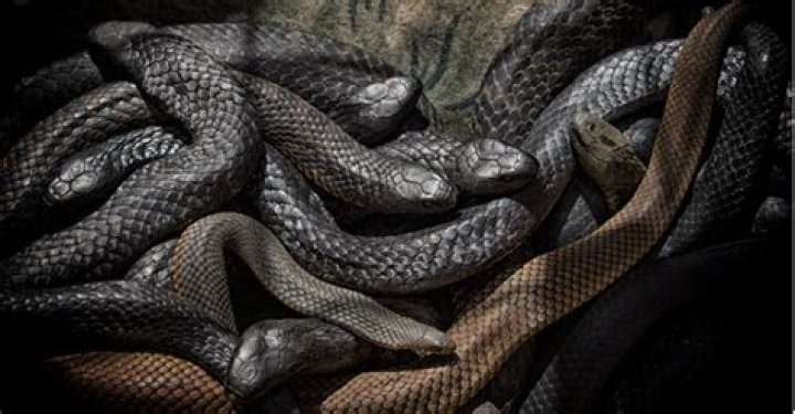 What's a group of snakes called?