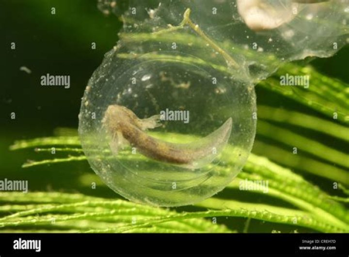 What do axolotls eggs look like?