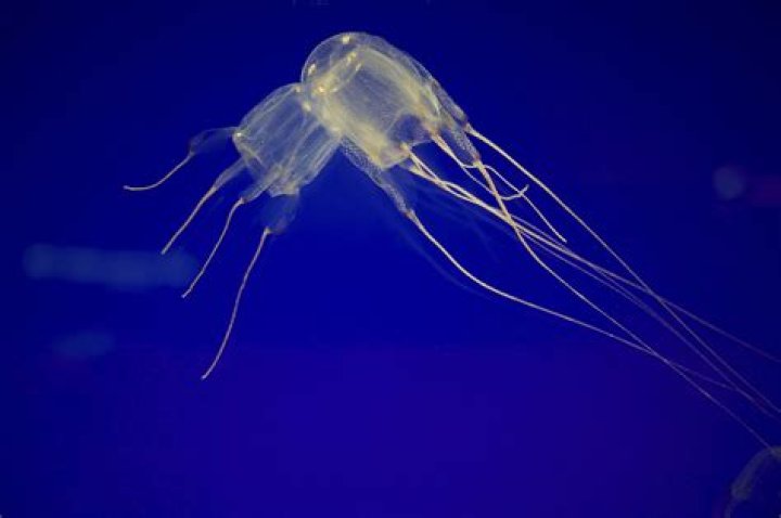 What do fishermen do with jellyfish?
