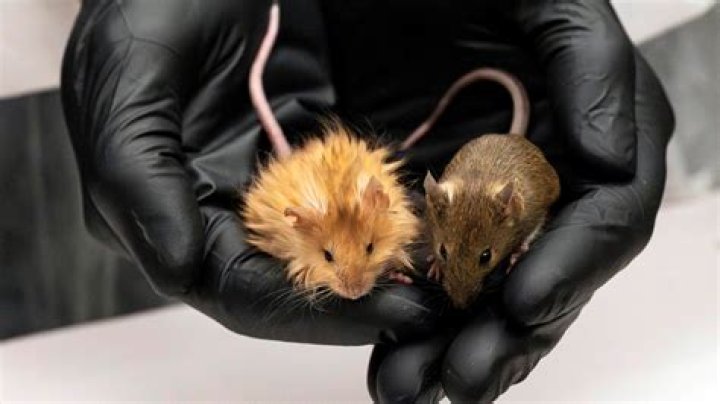 What do mice not like?