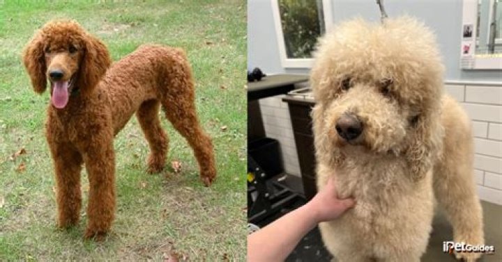 What do poodles love most?