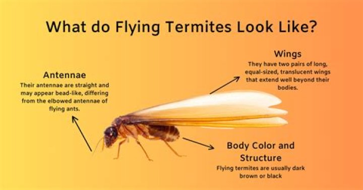 What do termites not like?