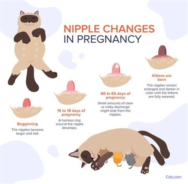 What do the bumps around your nipples look like when pregnant?