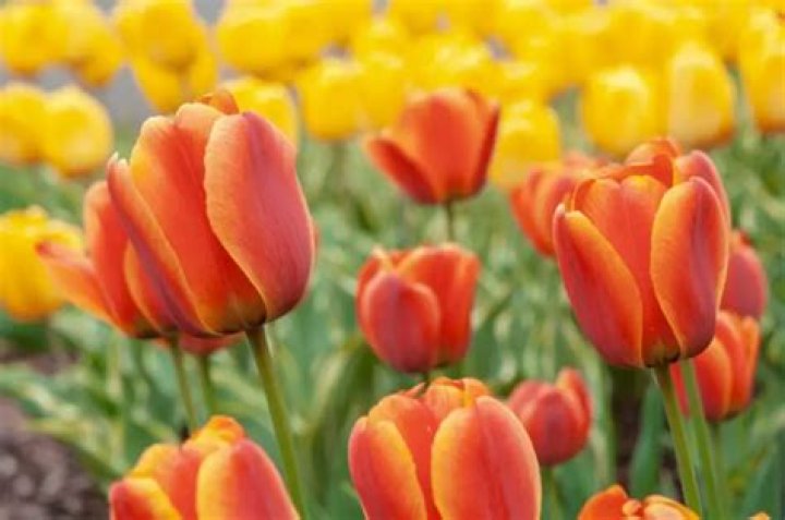 What do yellow and orange tulips represent?