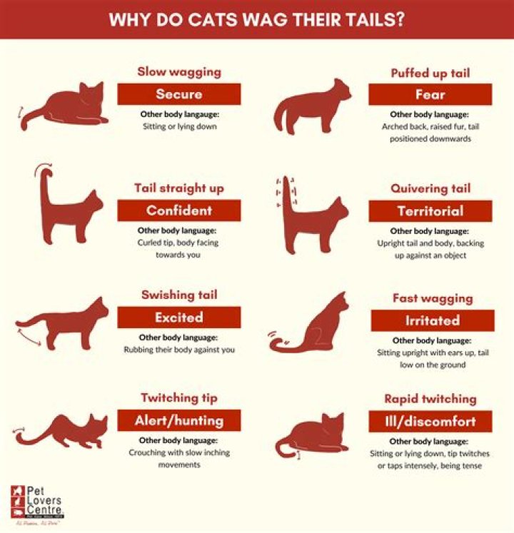 What does a deer wagging its tail mean?