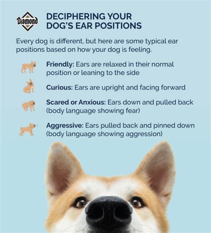 What does it mean when a dog puts his body against you?