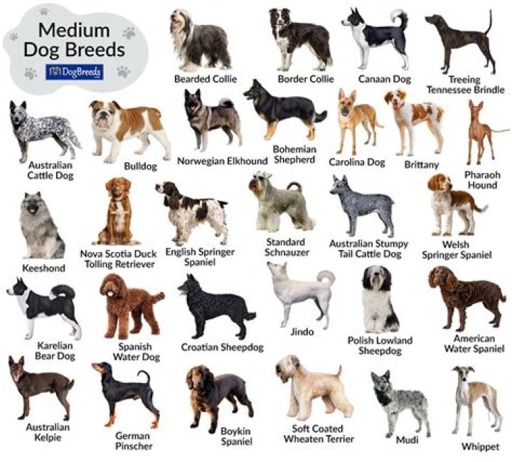 What dog breed is most clingy?