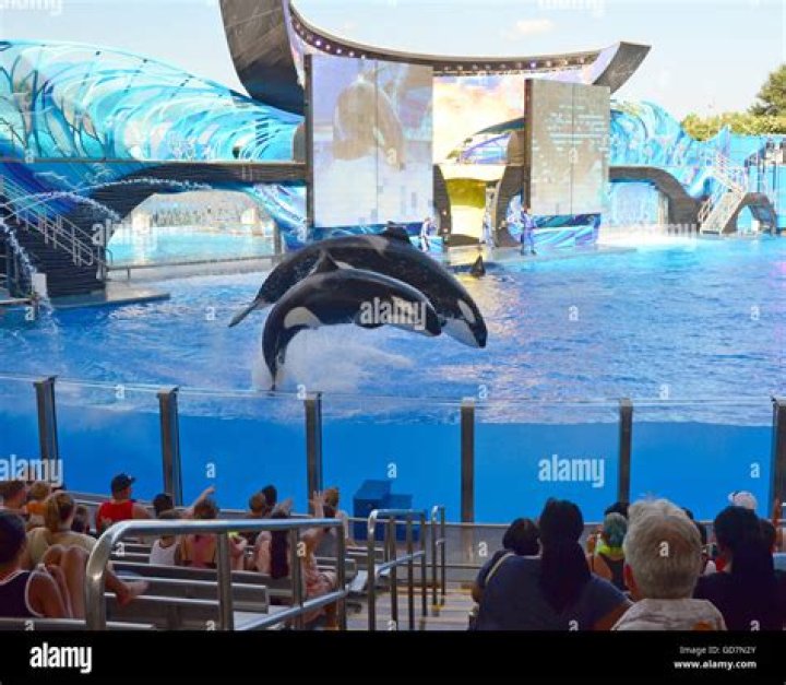 What happened to the beluga whales at SeaWorld Orlando?