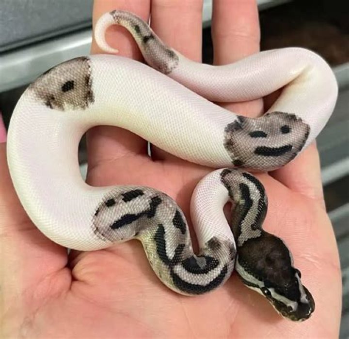 What happens if a ball python gets too cold?